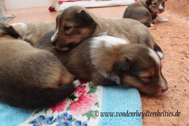 P7060078 von li nach re A-chen 5241