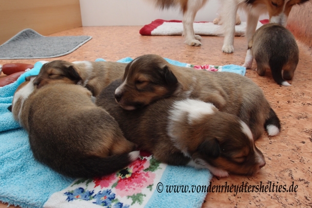 P7060079 von li nach re A-chen 5321