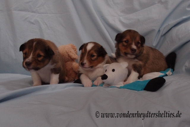 P7080610 A-chen 1 3 5