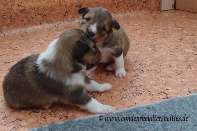 P7080296 vorne A-chen 3 hinten A-chen 5