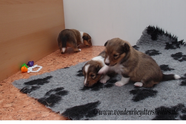 P7080318 oben li A-chen 1 mitte A-chen 4 re A-chen 5