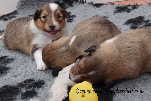 P7080390 li A-chen 3 mitte A-chen 5  re  A-chen 1