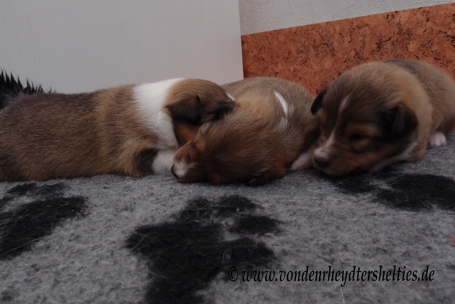 P7080432 li A-chen 3 mitte A-chen 5 re A-chen 1