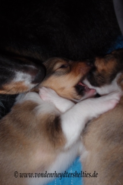 P7080641 Hilfe die Zhnchen kommen2 P7080641 Hilfe die Zhnchen kommen2