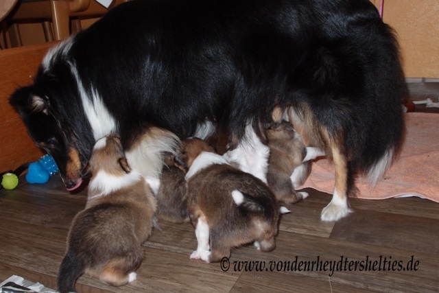 P7090661 noch einmal Mut antrinken2 P7090661 noch einmal Mut antrinken2