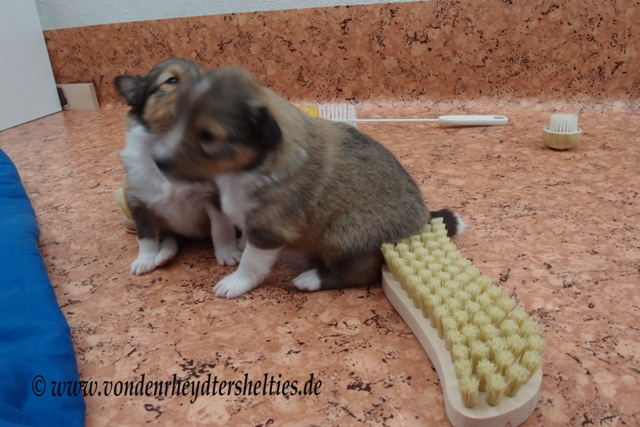 P7090662 Hey ich kann mich fast draufsetzen und es wehrt sich nicht