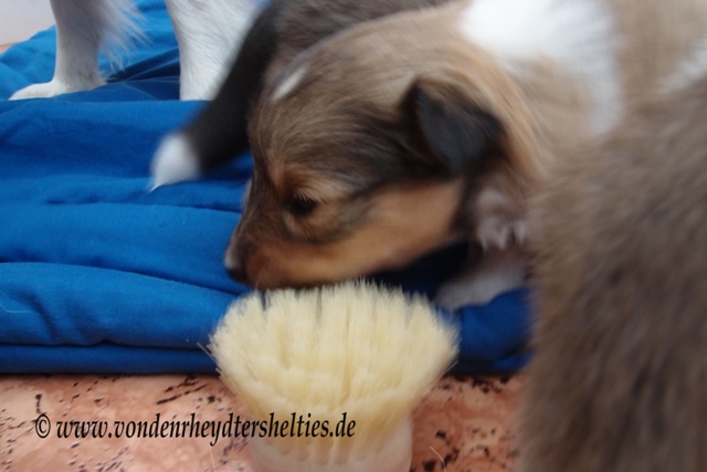 P7090663 riecht seltsam