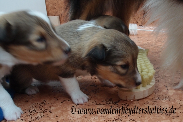 P7090664 kommt mal her