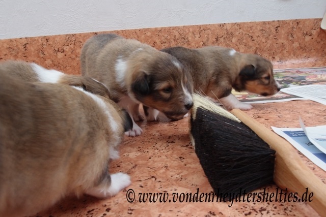 P7090667 Hunde nehmtmal ne Nase 2 P7090667 Hunde nehmtmal ne Nase 2