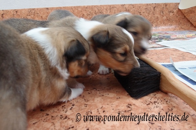 P7090668 gibts da was 2 P7090668 gibts da was 2