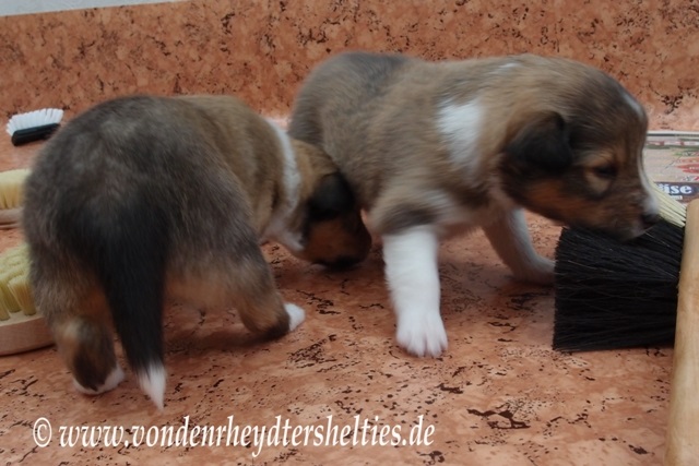 P7090671 ES greift doch nicht an 2 P7090671 ES greift doch nicht an 2