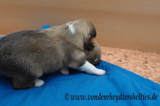 P7090684 Ein kleines Kmpfchen gefllig