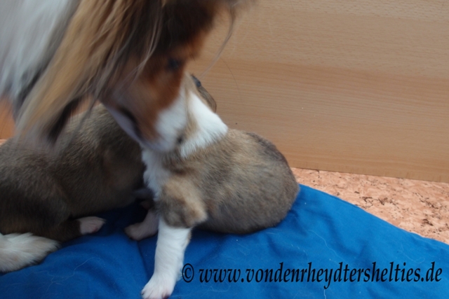 P7090685 Da mu dann Aivi schlichten