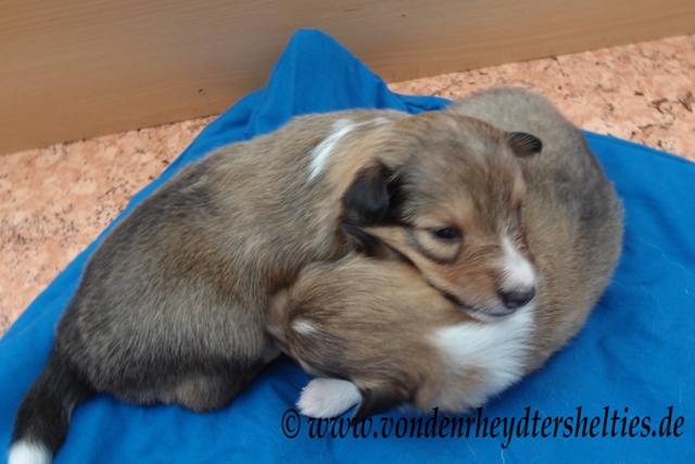 P7090686 Knuddeln geht auch