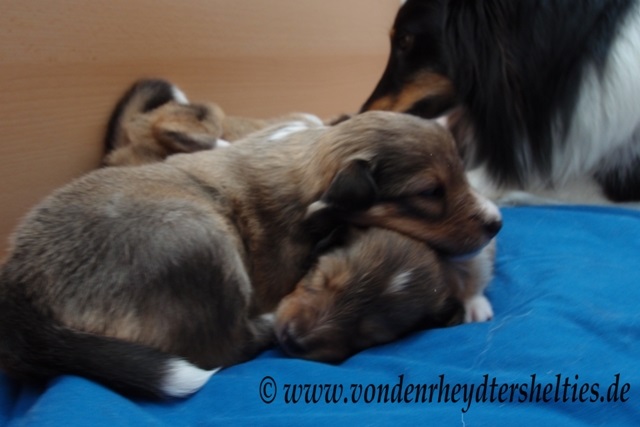 P7090712 Ein Schlfchen in Ehren. 2 P7090712 Ein Schlfchen in Ehren. 2