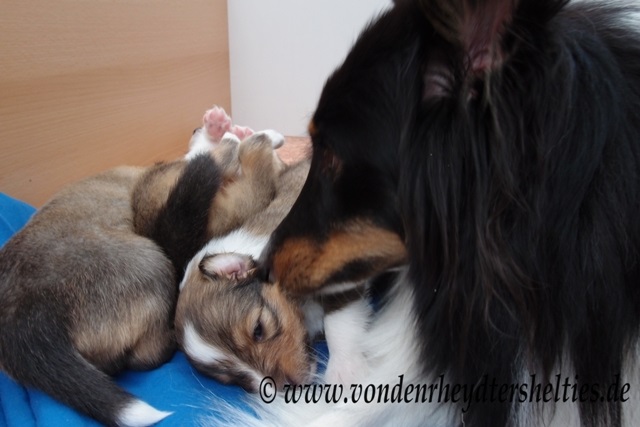 P7090744 und in den Schlaf lecken lassen 2 P7090744 und in den Schlaf lecken lassen 2