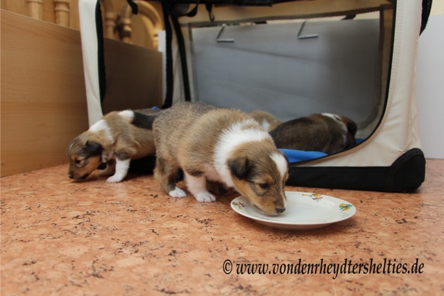 IMG_3146 A-chen Nr. 3 probiert auch einmal