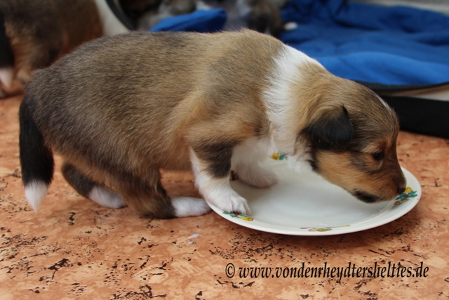 IMG_3187 A-chen Nr. 3