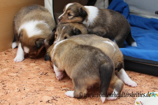 IMG_3191 Lageplan-besprechung