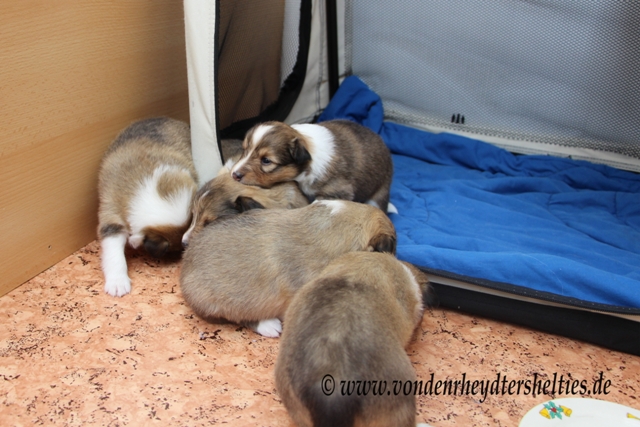 IMG_3192 A-chen Nr. 4 mu das noch einmal berdenken