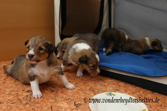 IMG_3200 A-chen Nr. 4 mchte auch einmal