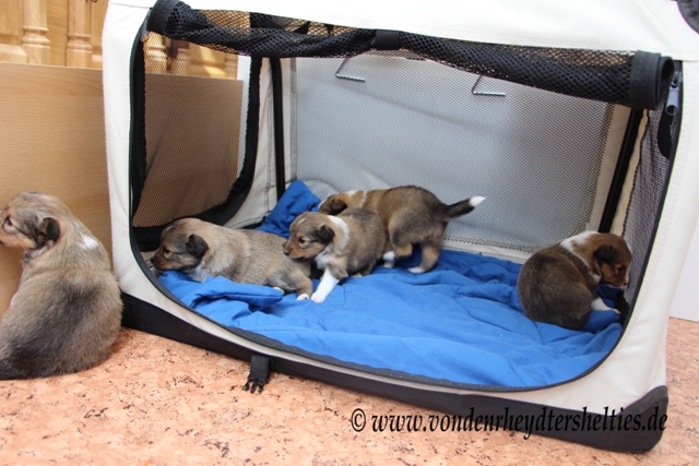 IMG_3207 von li nach re  A-chen Nr. 5 1234