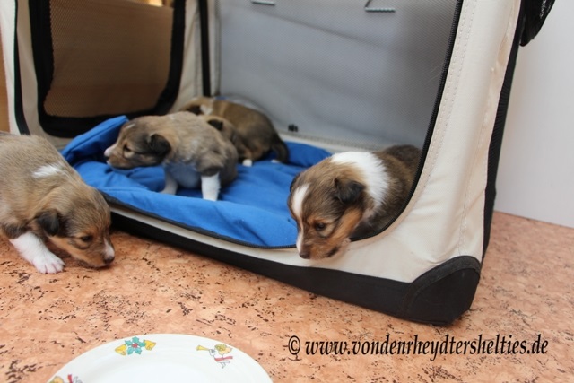 IMG_3210 A-chen Nr. 4 mchte doch soooooo gerne2 IMG_3210 A-chen Nr. 4 mchte doch soooooo gerne2