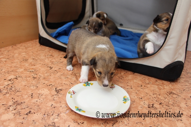 IMG_3213 aber A-chen Nr. 5 will das nicht