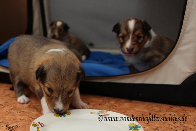 IMG_3224 A-chen 5 wei nicht so recht ws man damit machen soll aber sie mu es bewachen