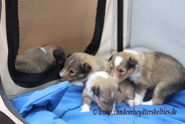 IMG_3235 wer ist hier hinter Gittern