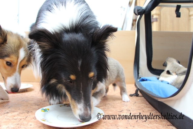 IMG_3246 nur hatte Aivi weniger