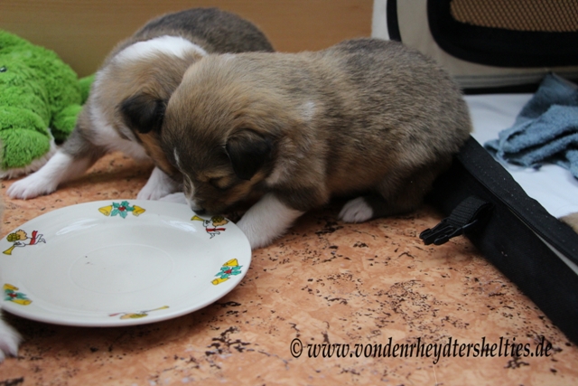 IMG_3375 A-chen 1  3