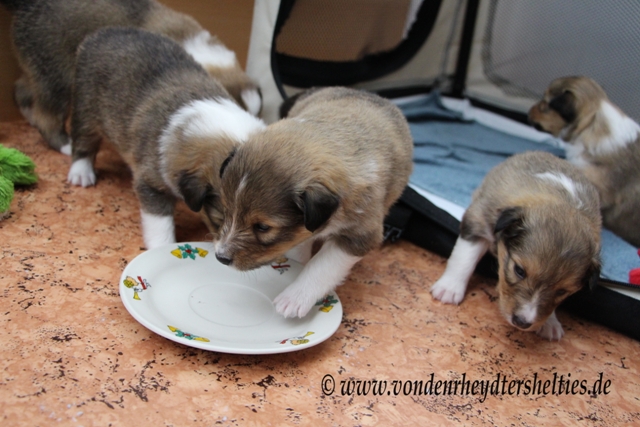 IMG_3384 A-chen 34152