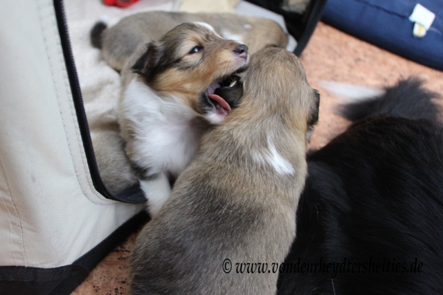 IMG_3517 A-chen 3 Ohren beissen bei A-chen1