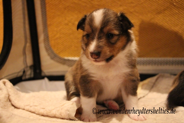 IMG_3600 A-chen 4 Hi ich hier wo sind die anderen