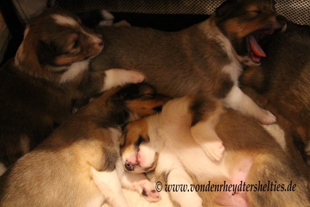 IMG_3630 Boa macht die Kunstsonne wieder aus IMG_3630 Boa macht die Kunstsonne wieder aus