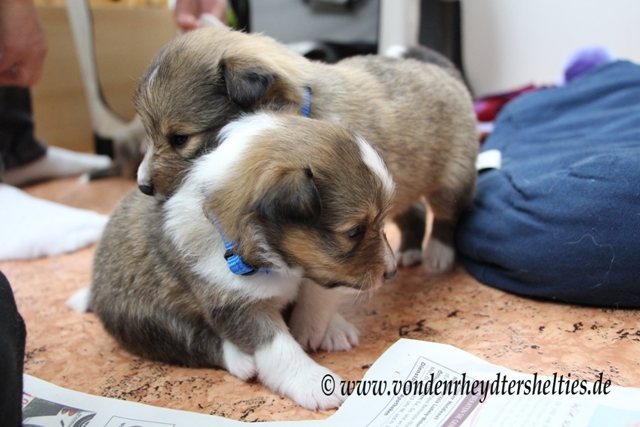 IMG_3974 A-chen 3  1