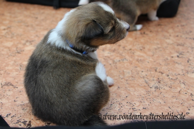 IMG_3999 A-chen 3  es juckt