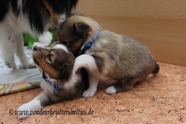 IMG_4049 Brder untereinander