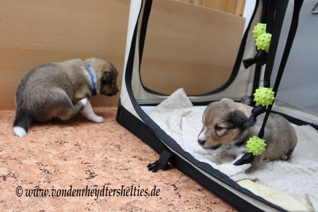 IMG_4063 A-chen 1  5