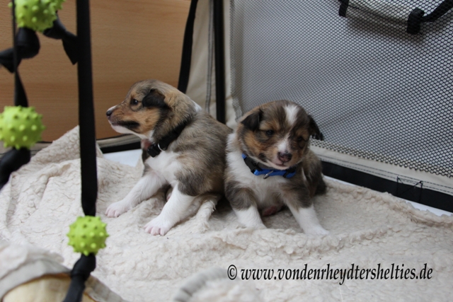 IMG_4069 A-chen 5  3