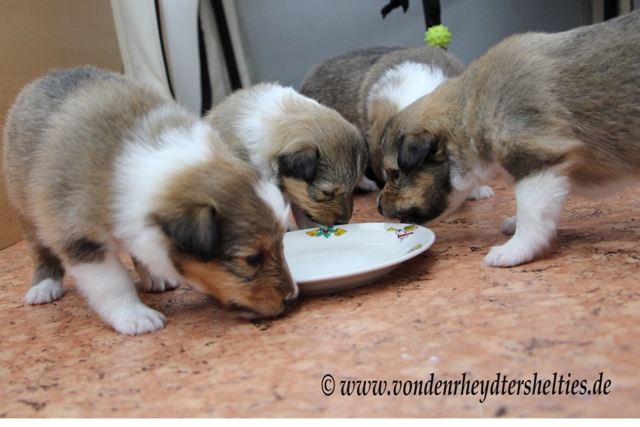 IMG_3741 A-chen 3241