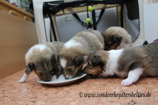 IMG_3816 A-chen 2314