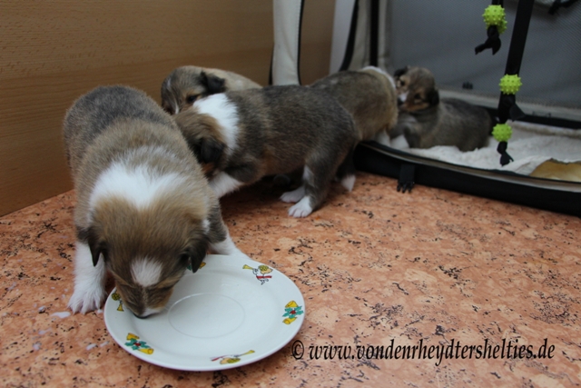 IMG_3869 Bitte anstellen A-chen 34125