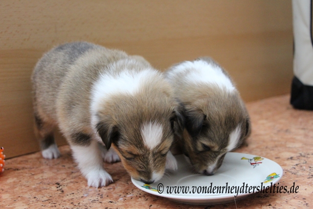 IMG_3886 A-chen        4  3