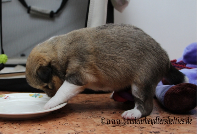 IMG_3921 A-chen 5 Wie keine Pfoetschen waschen