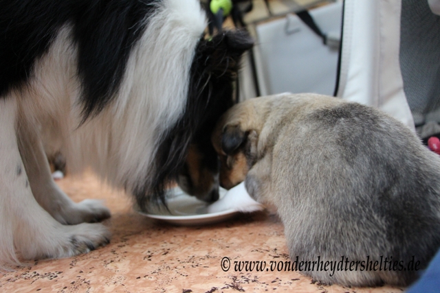 IMG_3935 Guie  A-chen  5