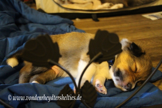 IMG_4181 Ein mder Krieger