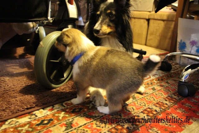 IMG_4228 Gehwagen komischess Teil