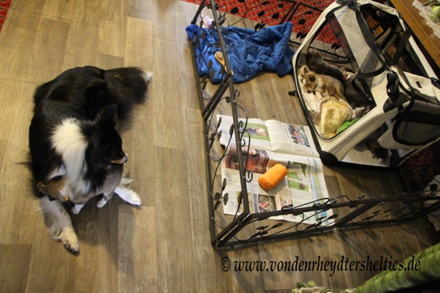 IMG_4327 Mitten im Wohnzimmer alles laeuft um uns herum. Prima